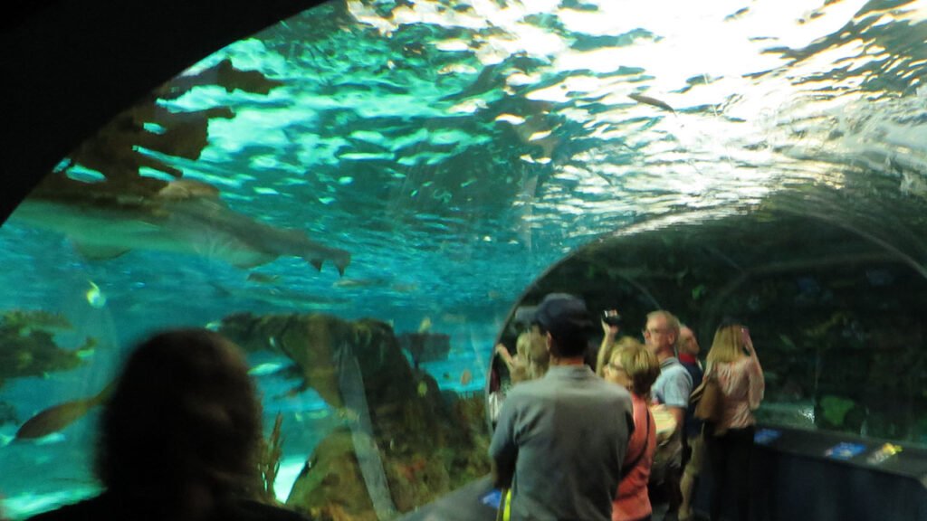 Ripley's Aquarium of Canada Tourist Attractions in Toronto